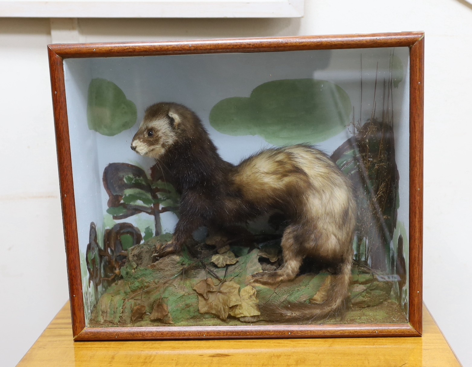 A cased taxidermy Polecat, 40cms x 34cms